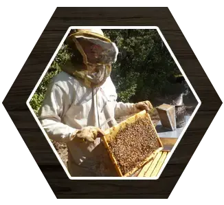 L'Abeille Verte