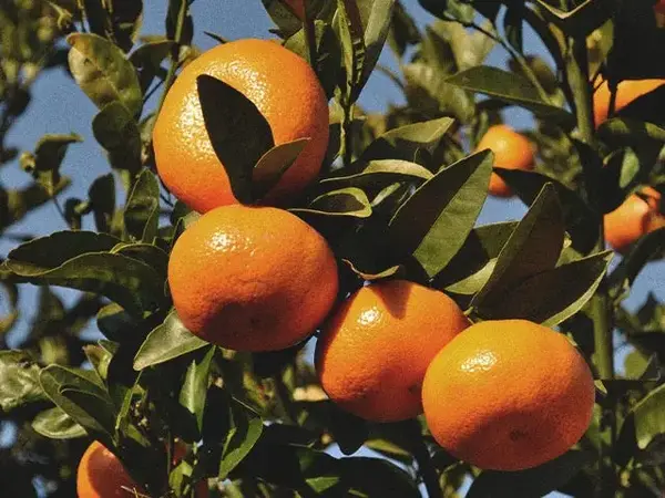 La clémentine Corse, le fruit qui a tout bon ! La clémentine Corse, le fruit qui a tout bon !